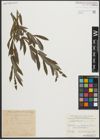 Foto von Salix purpurea L.